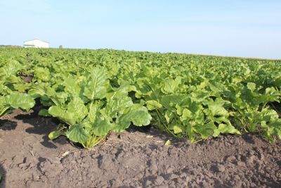 sugar beets