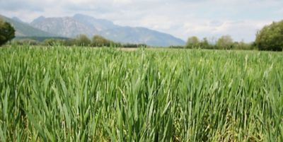 field of wheat