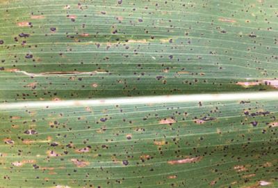 tar spot