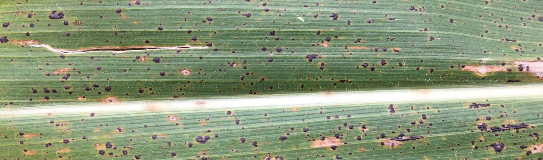 tar spot