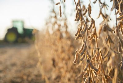 ready to harvest soybean