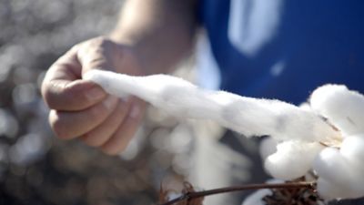 High-Quality Cotton Fiber: A Competitive Edge