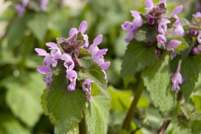 close up of henbit