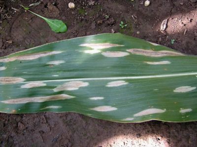 Photo - close up - NCLB disease symptoms on leaf