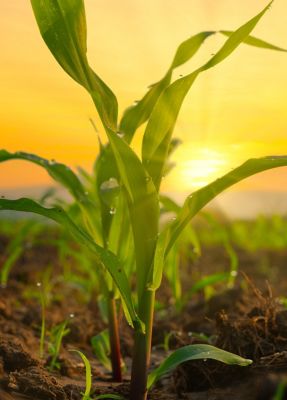 Corn News