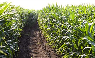 corn field image 
