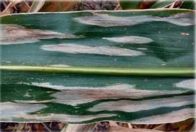 Northern corn leaf blight