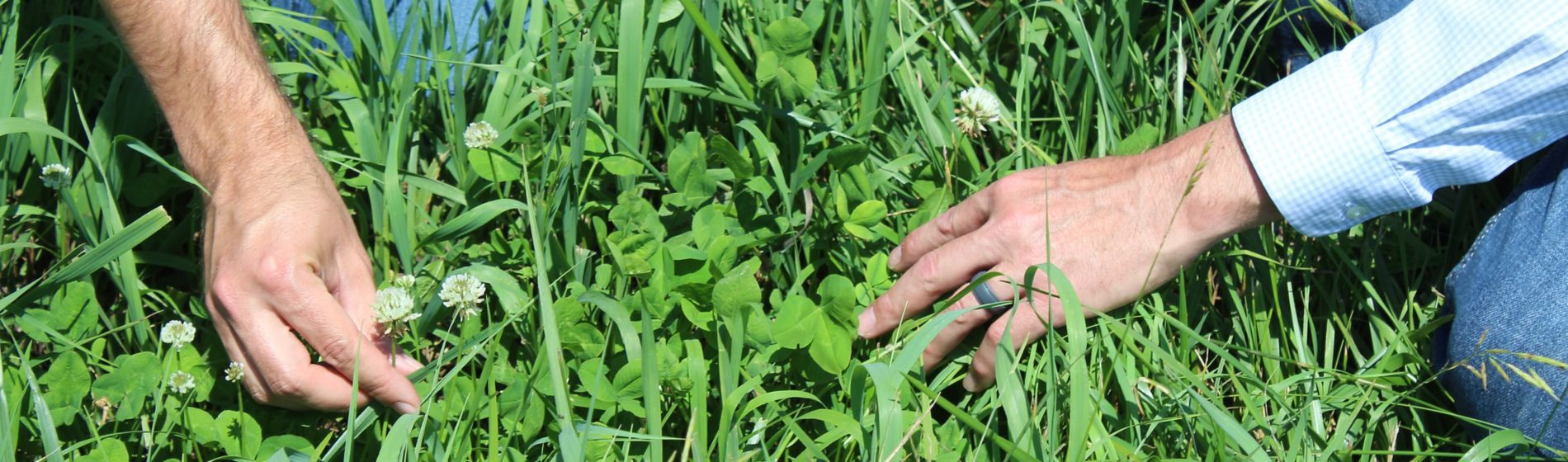 White clover