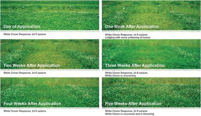 White clover response chart