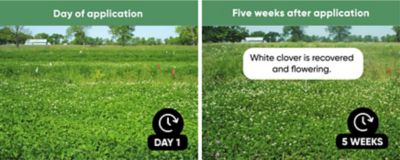 These images from a study of NovaGraz show that five weeks after application, white clover is flowering and flourishing.*