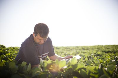 Man examining Enlist soybeans