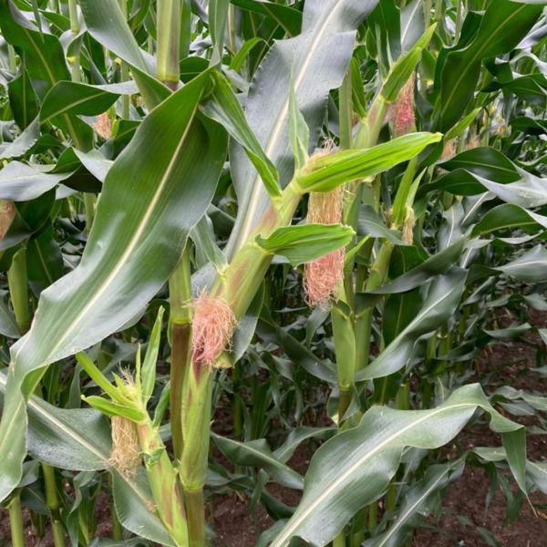 Besonders lange Lieschblätter an den Kolben