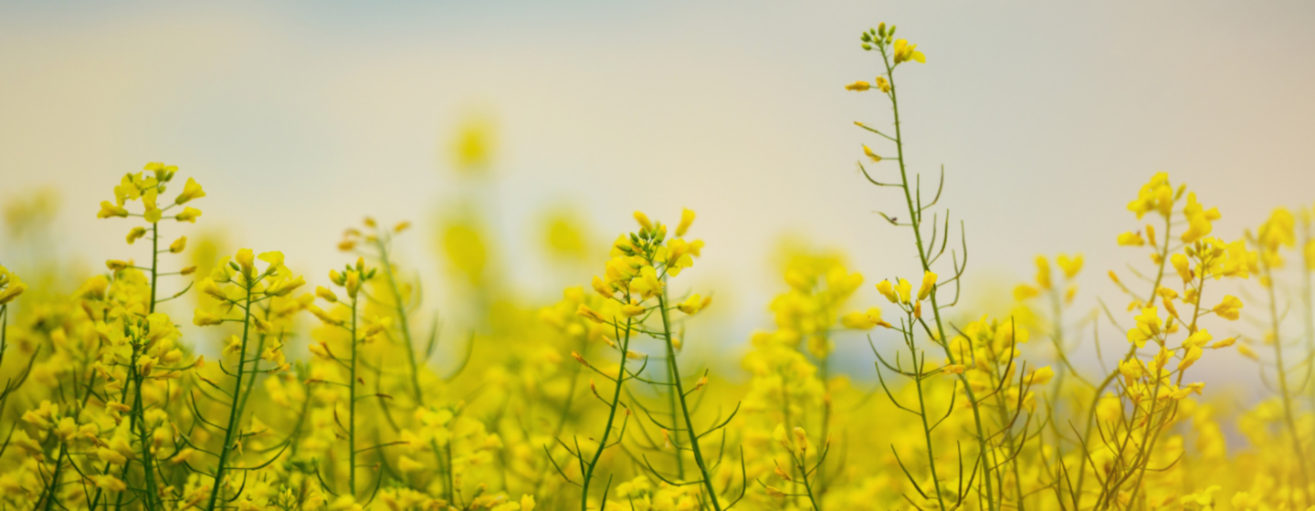 oilseed rape
