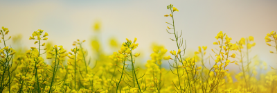 Oilseed Rape