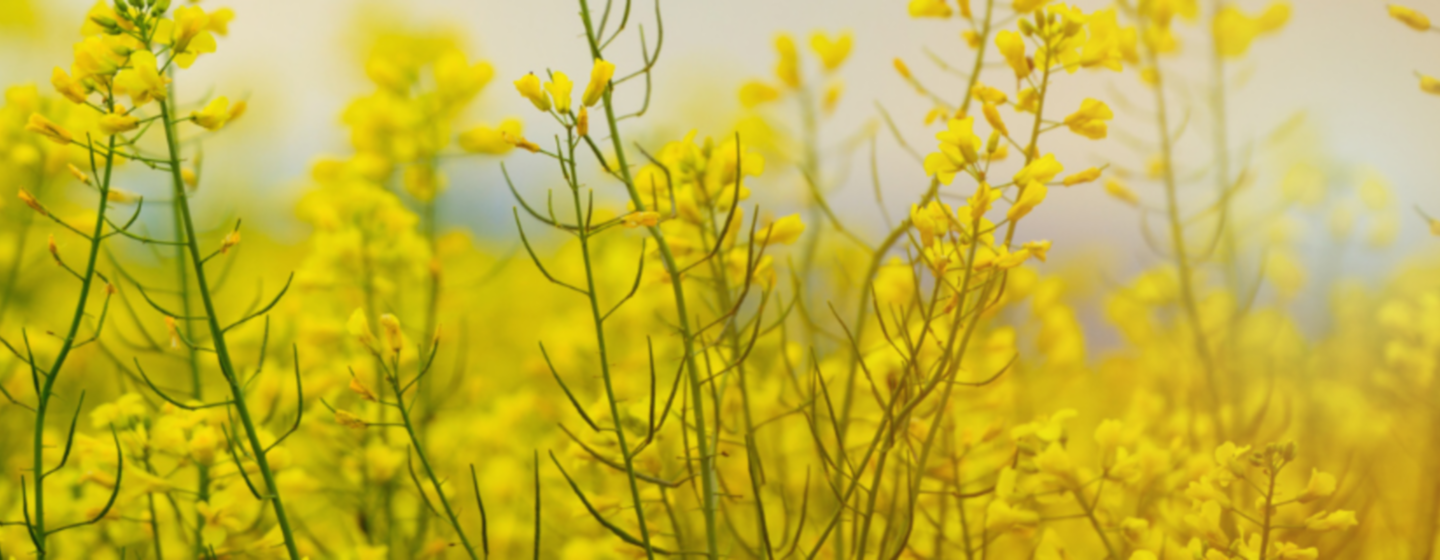 Oilseed Rape