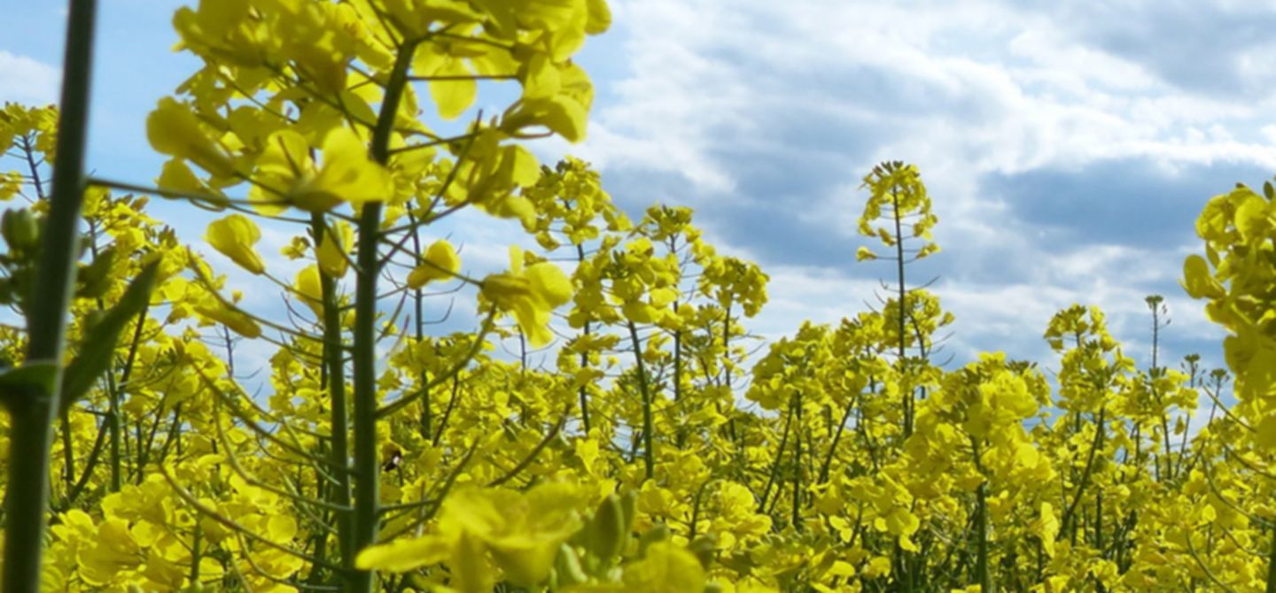 Oilseed-Rape