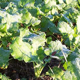 oilseed rape in autumn