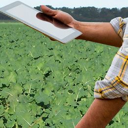 using tablet in oilseed rape crop