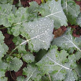 oilseed rape with water drops