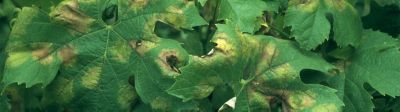 Oïdium de la vigne