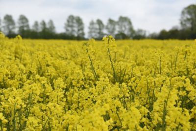 Oilseed rape crop