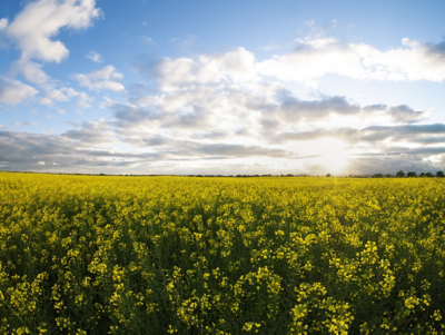 Oilseed rape landscape