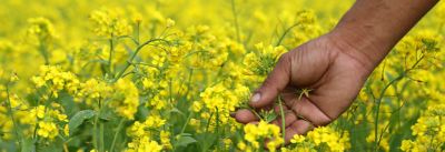 Oilseed Rape with hand