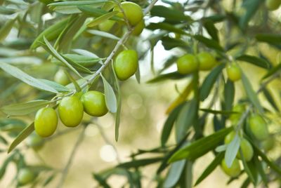 Olives Banner