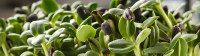 Organic growing micro greens closeup