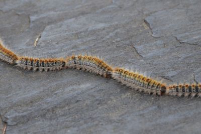 Orugas de procesionaria
