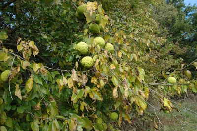 Osage orange bush with fruit
