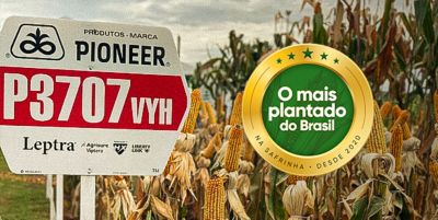 Híbrido de milho na lavoura com selo "O mais plantado do Brasil".