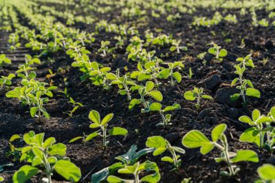 soybean growing