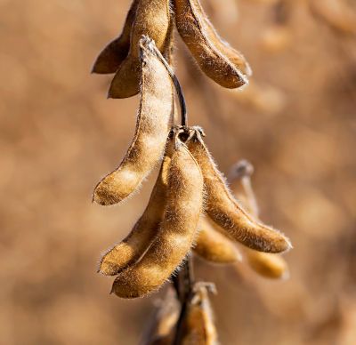 soybean drydown