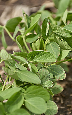 Photo - Closeup - Soybeans in Field for Epperson Enlist page.
