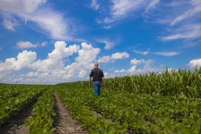 How Drought Affects Corn