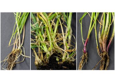 The image shows three side-by-side close-up views of grass-like plants with exposed roots. Each panel highlights different root and stem conditions, ranging from healthy to discolored and damaged. The plants are displayed against a dark background, emphasizing the tangled roots, soil remnants, and varying stem colors. The composition suggests a botanical or agricultural study of plant health and root systems.