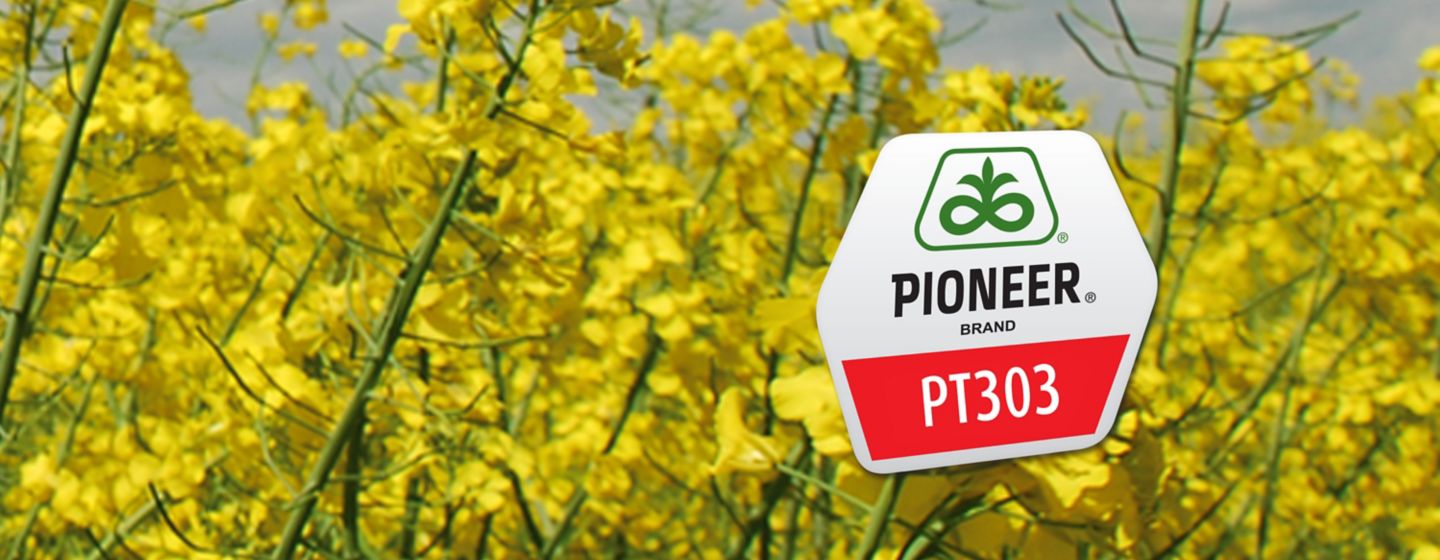 IMG-PT303_www_RAPE_3000X3000-Corteva-V1