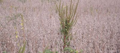 Palmer Amaranth in mature soybean field