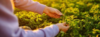 Particularidades del cultivo de la alfalfa
