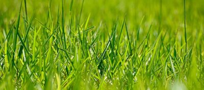 Aprenda a fazer o manejo de diferimento de pastos