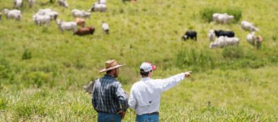 BPA: recomendações para o uso de herbicidas em pastagens