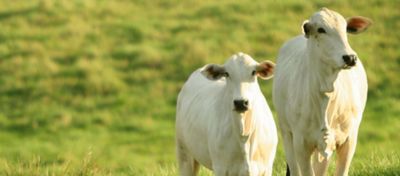 manqueira em bovinos: sintomas, causas e tratamentos