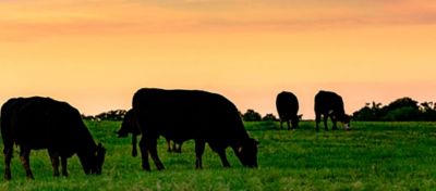 Oportunidades de compra e venda de gado para o recriador