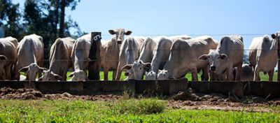 Utilização da polpa cítrica na dieta de bovinos
