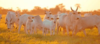 IMG-Pasto-extraordinario-Unha-de-cabrito.3