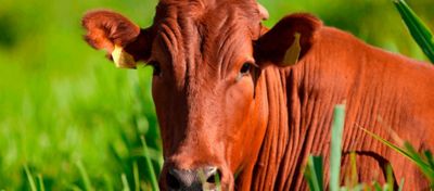 Por que e como fazer adubação fosfatada em pastagens