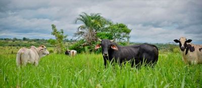 As plantas daninhas do gênero Sida