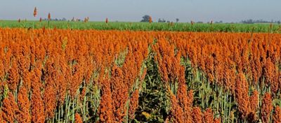 Sorgo: produção, mercado e uso na pecuária