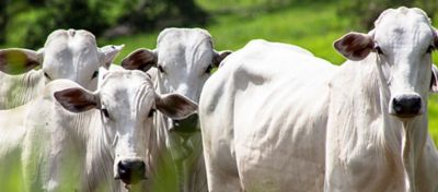 Transição de período seca x água: cuidados e impactos nas pastagens